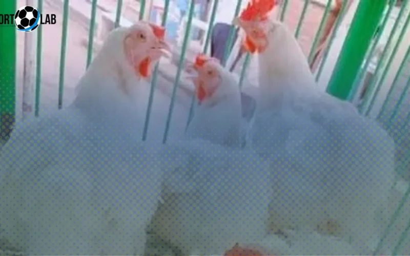 أسعار كيلو الفراخ البيضاء في كفر الشيخ الأحد 23 نوفمبر 2025